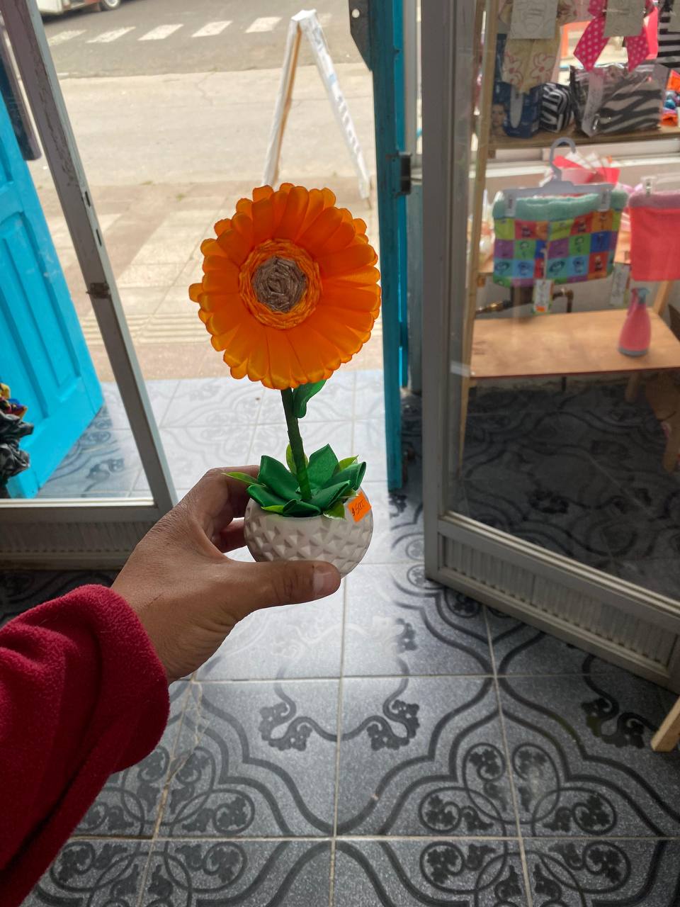 Gerbera en Maceta